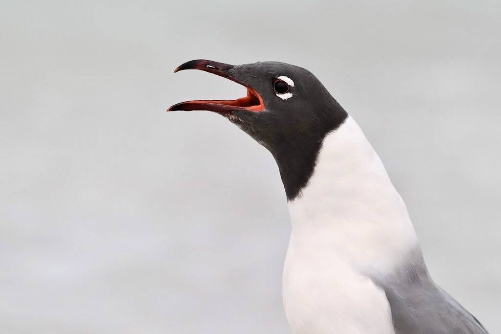Laughing Gull Call by Photomatt28 is licensed under CC BY-NC-ND 2.0.